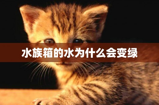 水族箱的水為什么會變綠
