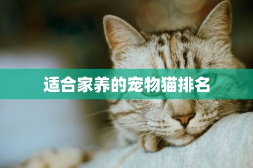 適合家養的寵物貓排名