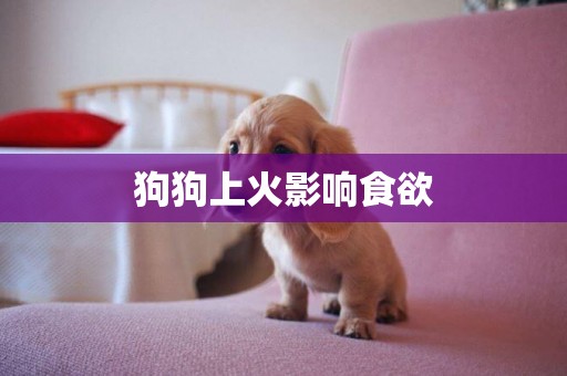 狗狗上火影響食欲