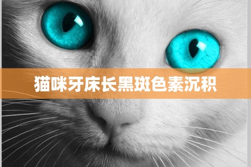貓咪牙床長黑斑色素沉積