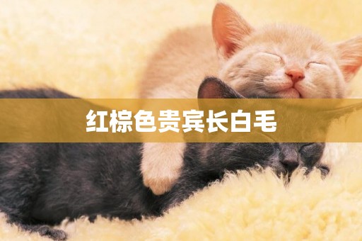 紅棕色貴賓長白毛