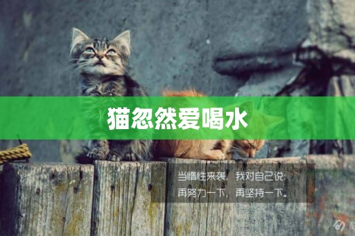 貓忽然愛喝水