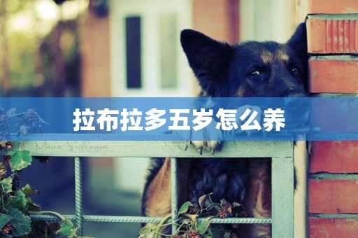 拉布拉多五歲怎么養