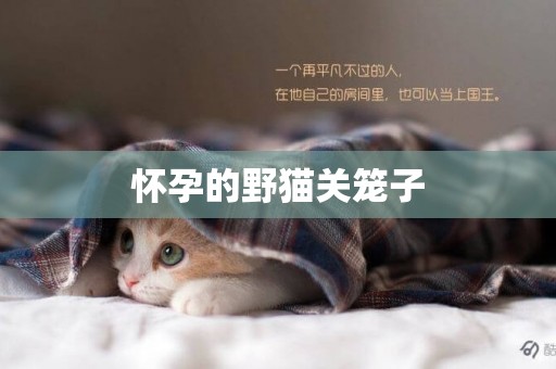 懷孕的野貓關籠子