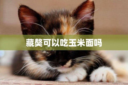 藏獒可以吃玉米面嗎