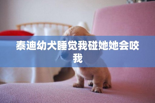 泰迪幼犬睡覺我碰她她會咬我