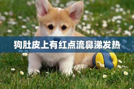 狗肚皮上有紅點流鼻涕發熱