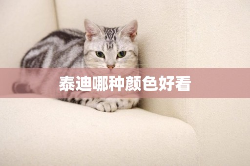 泰迪哪種顏色好看