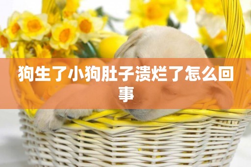 狗生了小狗肚子潰爛了怎么回事