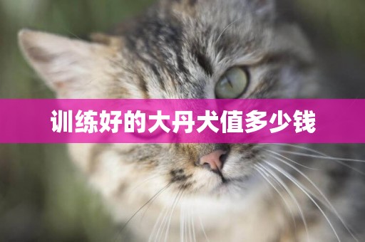 訓練好的大丹犬值多少錢
