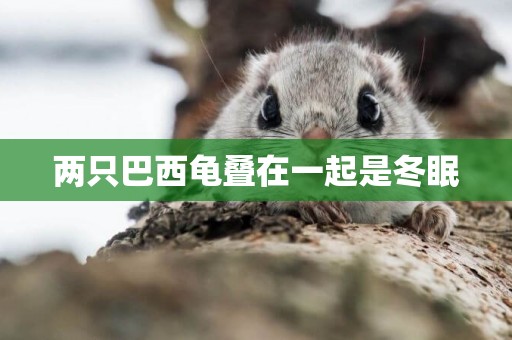 兩只巴西龜疊在一起是冬眠
