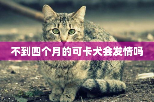 不到四個月的可卡犬會發情嗎