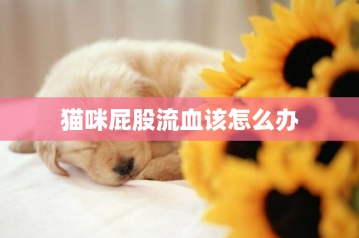 貓咪屁股流血該怎么辦