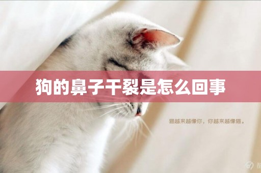 狗的鼻子干裂是怎么回事
