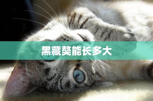 黑藏獒能長多大