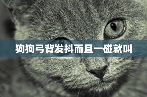 狗狗弓背發抖而且一碰就叫
