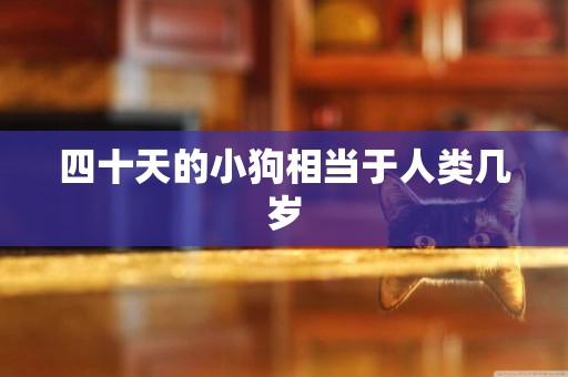 四十天的小狗相當于人類幾歲