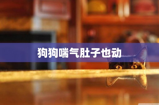 狗狗喘氣肚子也動