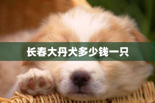 長春大丹犬多少錢一只