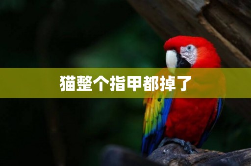 貓整個指甲都掉了
