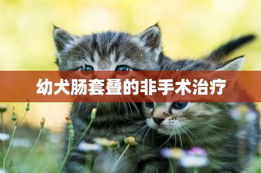 幼犬腸套疊的非手術治療