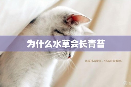 為什么水草會長青苔