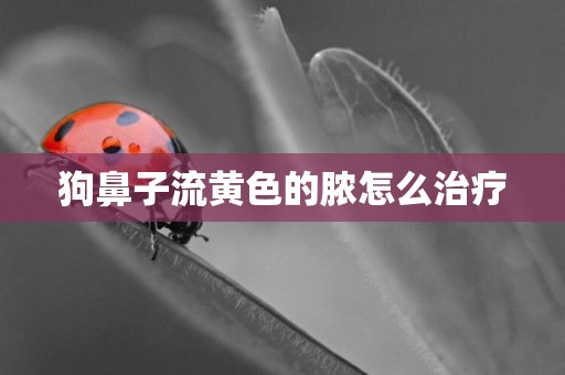狗鼻子流黃色的膿怎么治療