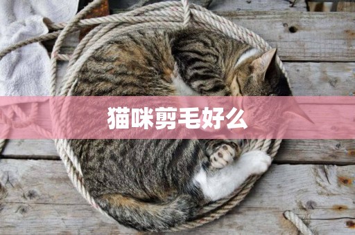 貓咪剪毛好么