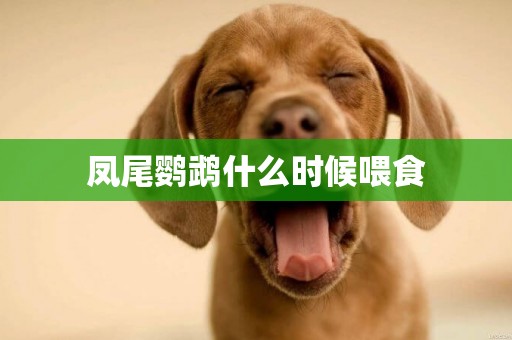 鳳尾鸚鵡什么時候喂食