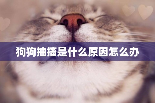 狗狗抽搐是什么原因怎么辦