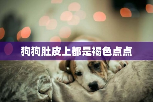 狗狗肚皮上都是褐色點點