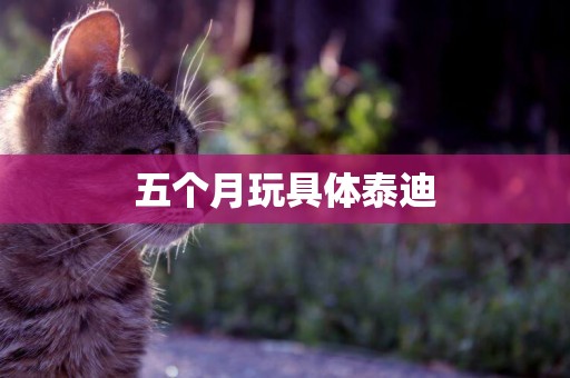 五個月玩具體泰迪