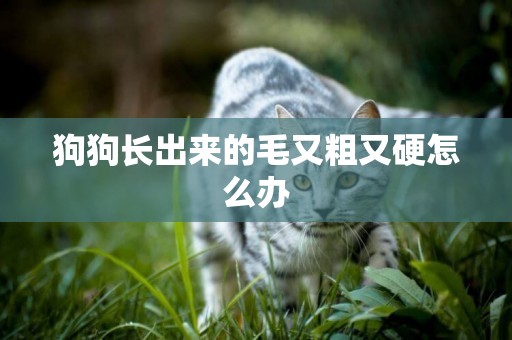 狗狗長出來的毛又粗又硬怎么辦