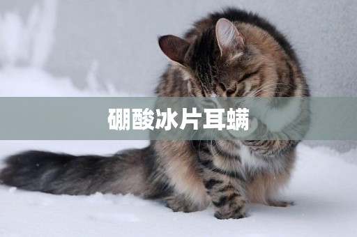 硼酸冰片耳螨
