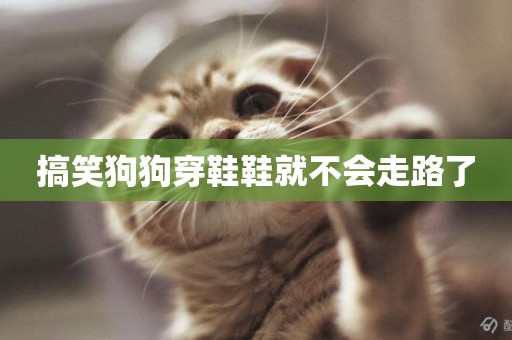搞笑狗狗穿鞋鞋就不會走路了