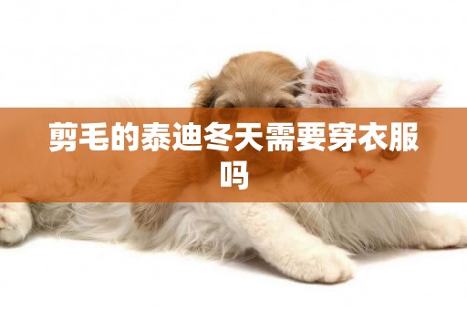 剪毛的泰迪冬天需要穿衣服嗎