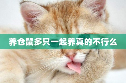 養倉鼠多只一起養真的不行么