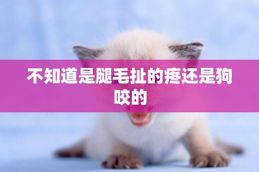 不知道是腿毛扯的疼還是狗咬的