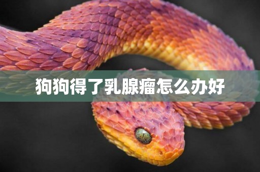 狗狗得了乳腺瘤怎么辦好