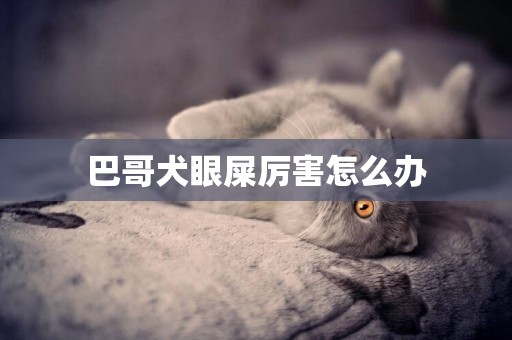 巴哥犬眼屎厲害怎么辦