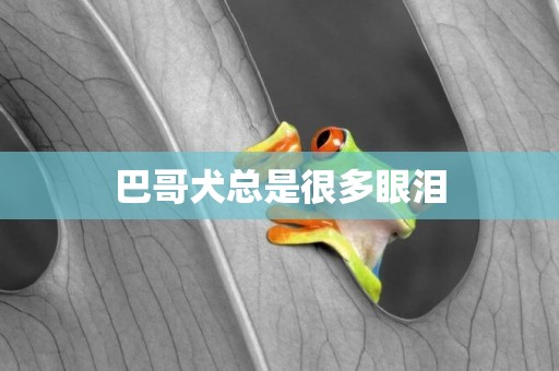 巴哥犬總是很多眼淚