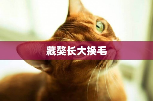 藏獒長大換毛