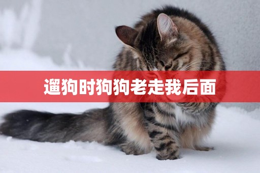 遛狗時狗狗老走我后面