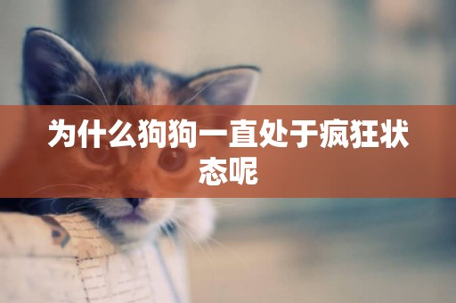 為什么狗狗一直處于瘋狂狀態呢