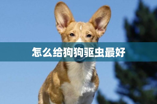 怎么給狗狗驅蟲最好