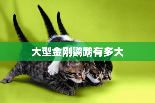 大型金剛鸚鵡有多大