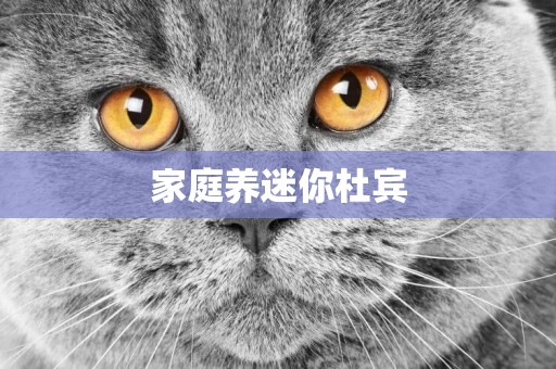 家庭養迷你杜賓