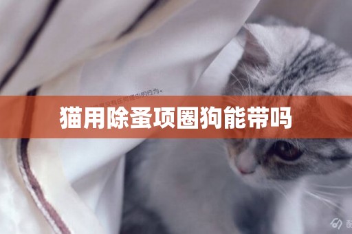 貓用除蚤項圈狗能帶嗎