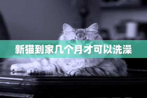 新貓到家幾個月才可以洗澡