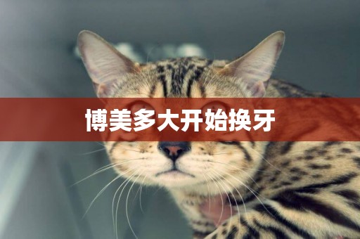 博美多大開始換牙